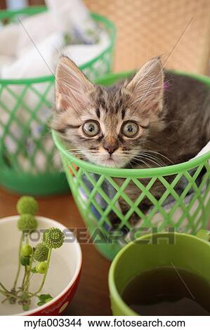 Picture - Domestic cat. Fotosearch