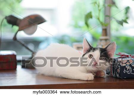 Domestic cat View Large Photo Image Picture - Domestic cat. Fotosearch