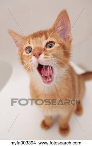 Domestic cat View Large Photo Image Picture - Domestic cat. Fotosearch