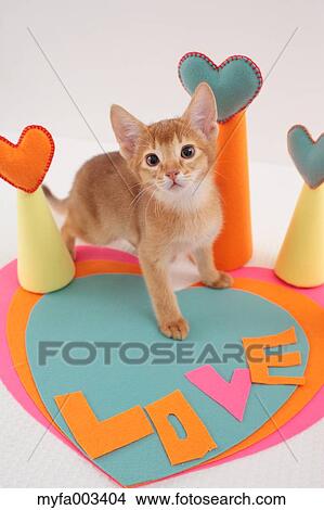 Domestic cat View Large Photo Image Picture - Domestic cat. Fotosearch