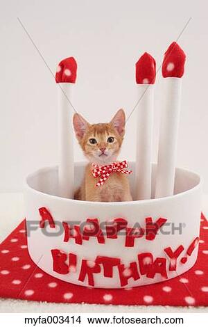 Domestic cat View Large Photo Image Picture - Domestic cat. Fotosearch