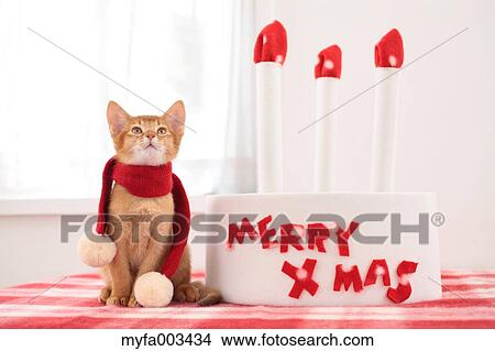 Picture - Domestic cat. Fotosearch