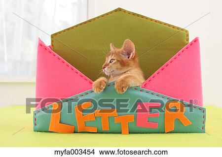 Domestic cat View Large Photo Image Picture - Domestic cat. Fotosearch