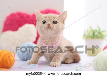 Domestic cat View Large Photo Image Picture - Domestic cat. Fotosearch