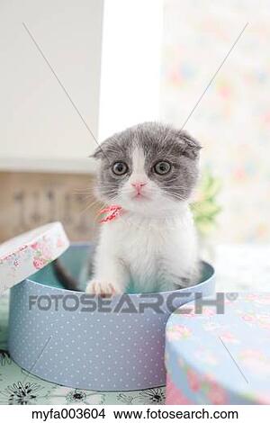 Domestic cat View Large Photo Image Picture - Domestic cat. Fotosearch