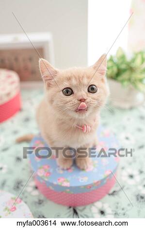 Domestic cat View Large Photo Image Picture - Domestic cat. Fotosearch