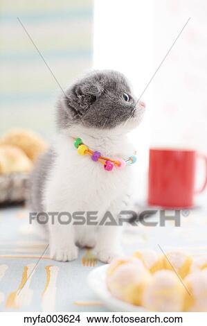 Picture - Domestic cat. Fotosearch