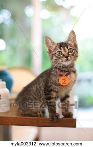Domestic cat View Large Photo Image Stock Image - Domestic cat. Fotosearch