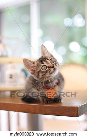 Domestic cat View Large Photo Image Stock Image - Domestic cat. Fotosearch