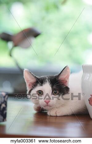 Stock Image - Domestic cat. Fotosearch