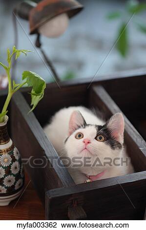 Domestic cat View Large Photo Image Stock Image - Domestic cat. Fotosearch