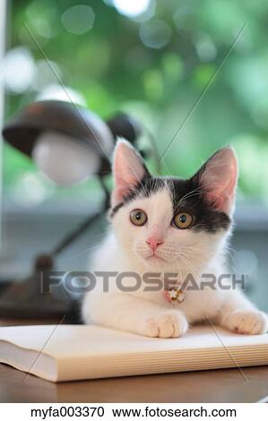 Domestic cat View Large Photo Image Stock Image - Domestic cat. Fotosearch