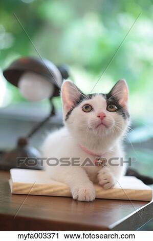 Domestic cat View Large Photo Image Stock Image - Domestic cat. Fotosearch