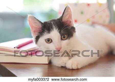 Domestic cat View Large Photo Image Stock Image - Domestic cat. Fotosearch
