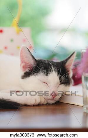 Stock Image - Domestic cat. Fotosearch