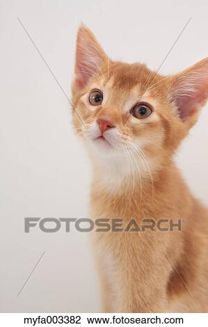 Domestic cat View Large Photo Image Stock Image - Domestic cat. Fotosearch