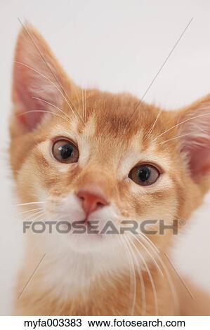 Domestic cat View Large Photo Image Stock Image - Domestic cat. Fotosearch
