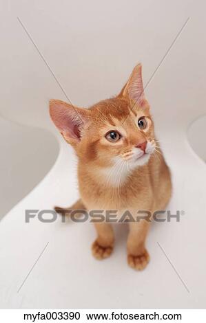 Domestic cat View Large Photo Image Stock Image - Domestic cat. Fotosearch