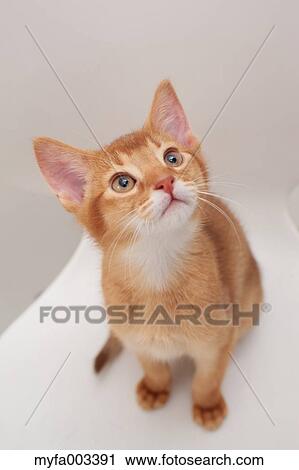 Domestic cat View Large Photo Image Stock Image - Domestic cat. Fotosearch