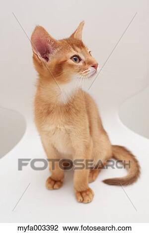 Stock Image - Domestic cat. Fotosearch