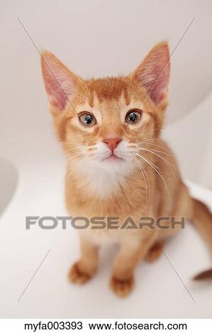 Domestic cat View Large Photo Image Stock Image - Domestic cat. Fotosearch