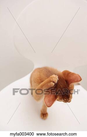 Domestic cat View Large Photo Image Stock Image - Domestic cat. Fotosearch