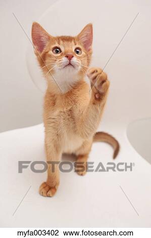Stock Image - Domestic cat. Fotosearch