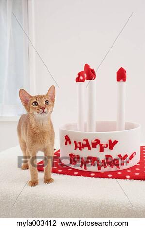 Domestic cat View Large Photo Image Stock Image - Domestic cat. Fotosearch