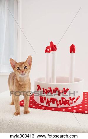 Domestic cat View Large Photo Image Stock Image - Domestic cat. Fotosearch