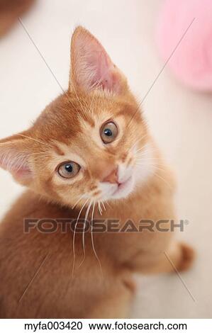 Domestic cat View Large Photo Image Stock Image - Domestic cat. Fotosearch