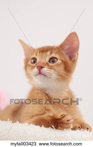Stock Image - Domestic cat. Fotosearch