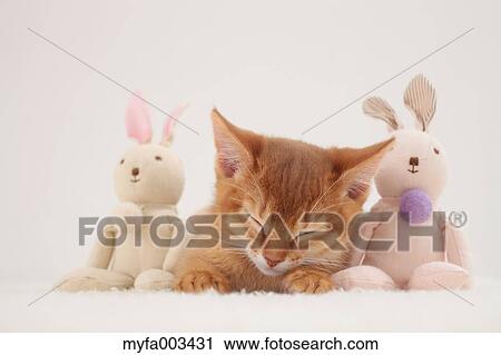 Domestic cat View Large Photo Image Stock Image - Domestic cat. Fotosearch