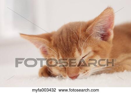 Stock Image - Domestic cat. Fotosearch