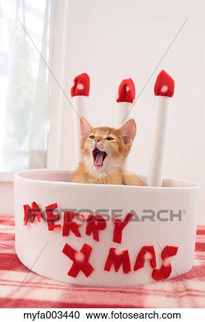 Domestic cat View Large Photo Image Stock Image - Domestic cat. Fotosearch