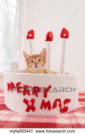 Domestic cat View Large Photo Image Stock Image - Domestic cat. Fotosearch