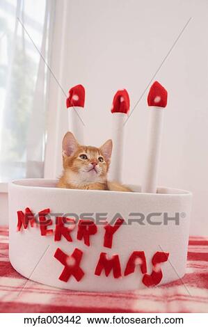 Stock Image - Domestic cat. Fotosearch