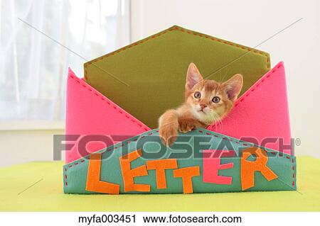 Stock Image - Domestic cat. Fotosearch