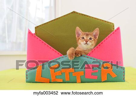 Domestic cat View Large Photo Image Stock Image - Domestic cat. Fotosearch