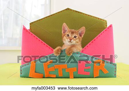 Domestic cat View Large Photo Image Stock Image - Domestic cat. Fotosearch