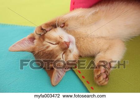 Domestic cat View Large Photo Image Stock Image - Domestic cat. Fotosearch
