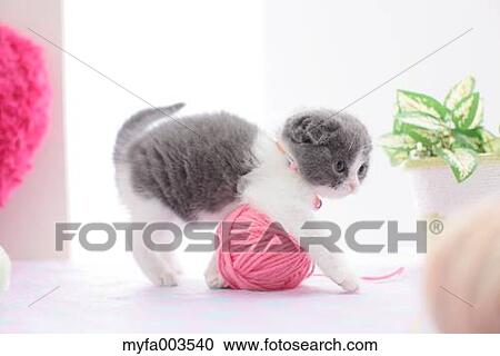 Domestic cat View Large Photo Image Stock Image - Domestic cat. Fotosearch