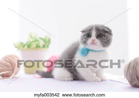 Domestic cat View Large Photo Image Stock Image - Domestic cat. Fotosearch