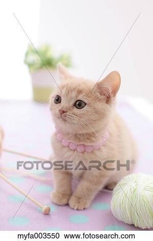 Domestic cat View Large Photo Image Stock Image - Domestic cat. Fotosearch
