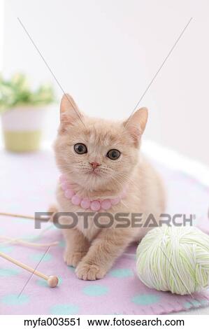 Domestic cat View Large Photo Image Stock Image - Domestic cat. Fotosearch
