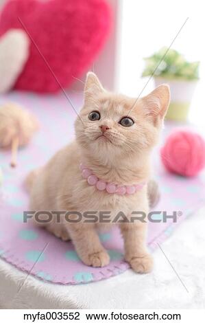 Stock Image - Domestic cat. Fotosearch