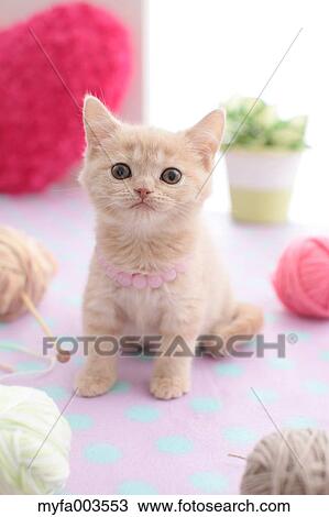 Domestic cat View Large Photo Image Stock Image - Domestic cat. Fotosearch