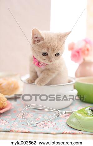 Domestic cat View Large Photo Image Stock Image - Domestic cat. Fotosearch