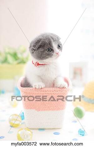 Stock Image - Domestic cat. Fotosearch