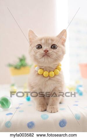 Domestic cat View Large Photo Image Stock Image - Domestic cat. Fotosearch