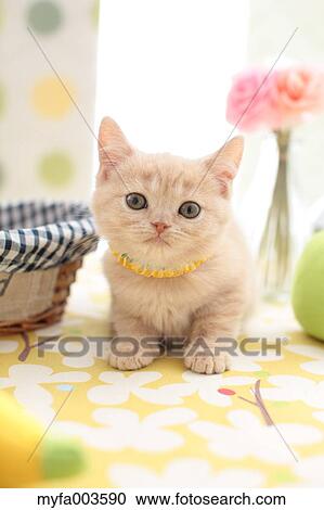 Stock Image - Domestic cat. Fotosearch